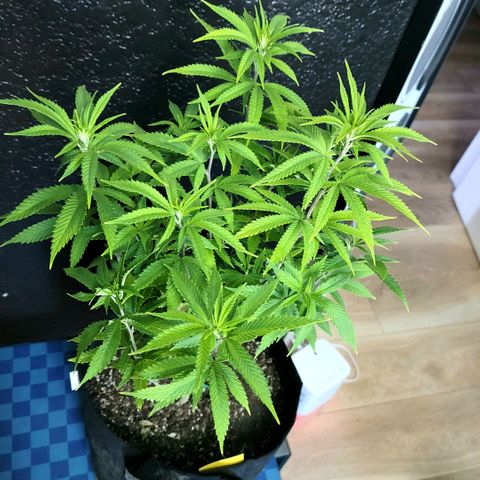 Platinum Cake growlog timeline photo