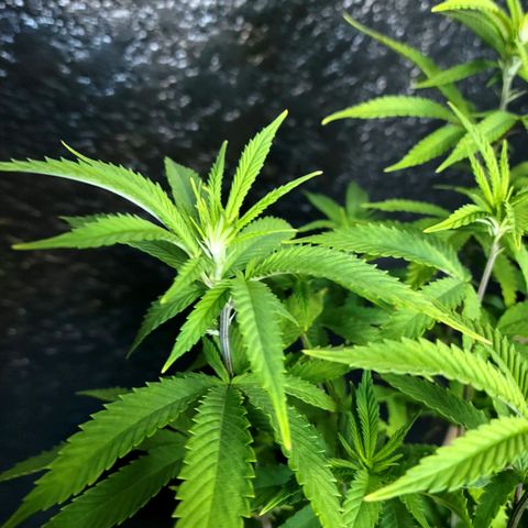 Platinum Cake growlog timeline photo