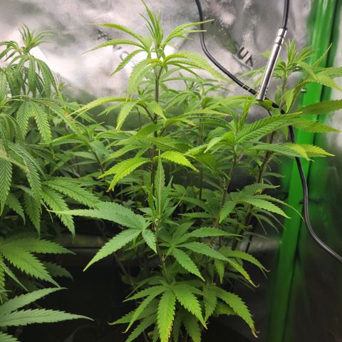 Platinum Cake growlog timeline photo