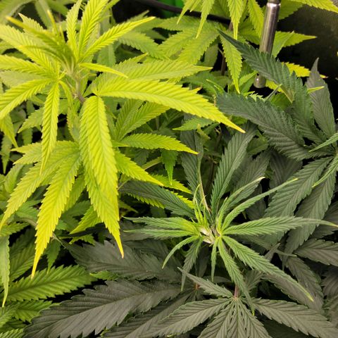 Platinum Cake growlog timeline photo