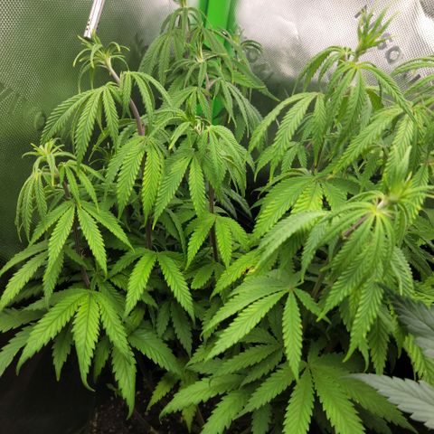 Northern Lights 1 and 2 growlog timeline photo