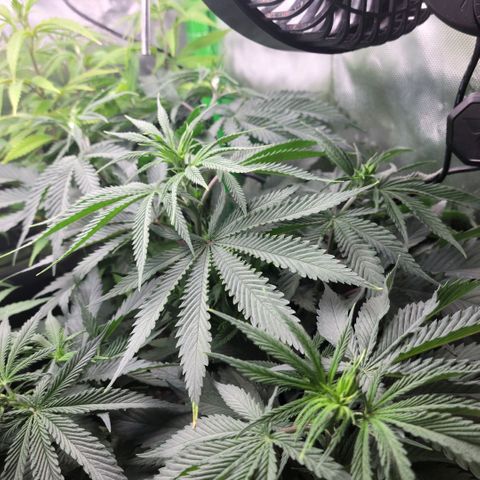 Northern Lights 1 and 2 growlog timeline photo