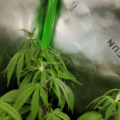 Northern Lights 1 and 2 growlog timeline photo