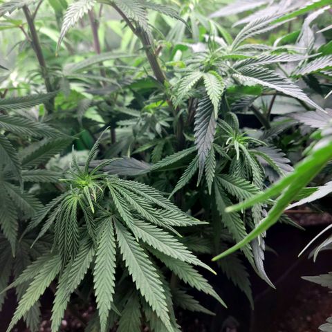Northern Lights 3 growlog timeline photo