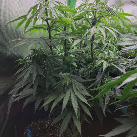 Northern Lights 3 growlog timeline photo
