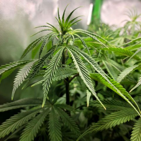 Northern Lights 3 growlog timeline photo