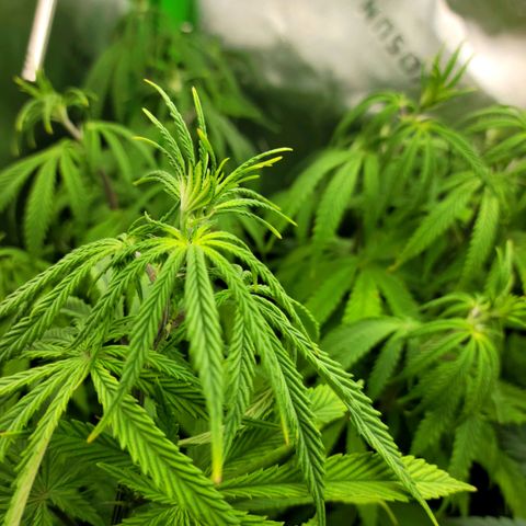 Northern Lights 3 growlog timeline photo