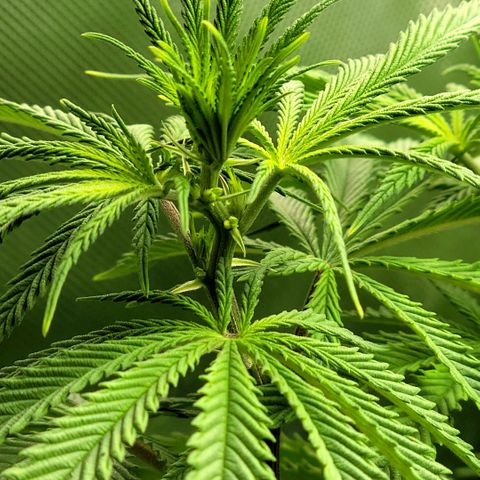 Northern Lights 3 growlog photo: Hello boys!  Time to say goodbye!