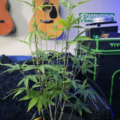 Platinum Cake growlog timeline photo