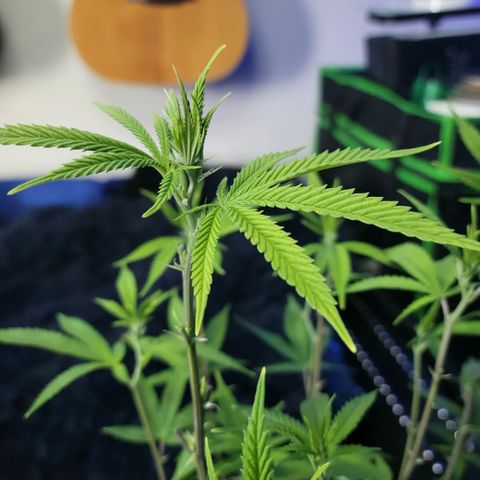 Platinum Cake growlog timeline photo