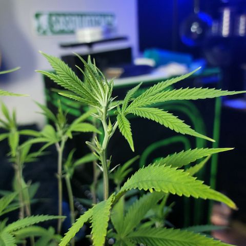 Platinum Cake growlog timeline photo