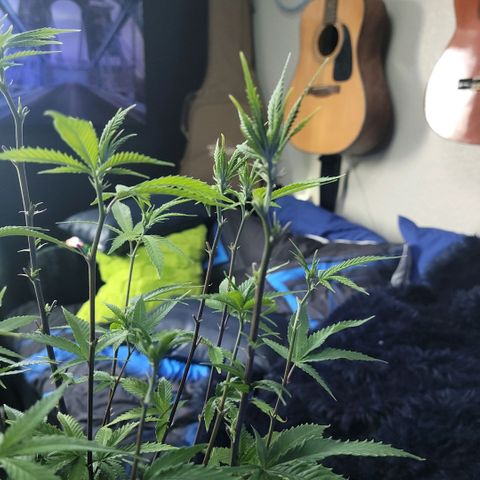 Platinum Cake growlog timeline photo