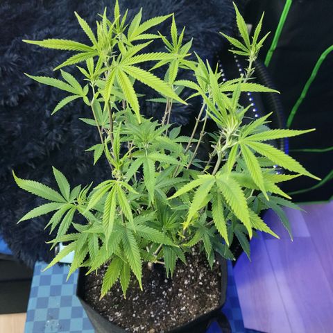 Platinum Cake growlog timeline photo