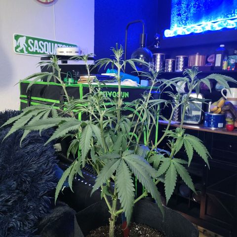 Northern Lights 1 and 2 growlog photo: Pictures of pheno number one only