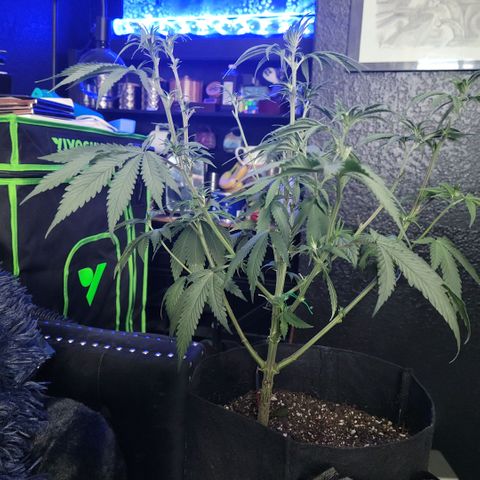 Northern Lights 1 and 2 growlog photo: Pictures of pheno number one only