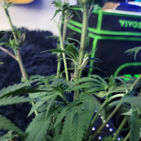 Northern Lights 1 and 2 growlog photo: Pictures of pheno number one only