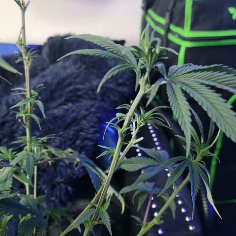 Northern Lights 1 and 2 growlog photo: Pictures of pheno number one only