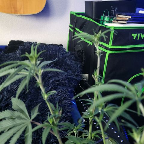 Northern Lights 1 and 2 growlog photo: Pictures of pheno number one only