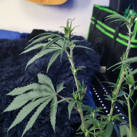 Northern Lights 1 and 2 growlog photo: Pictures of pheno number one only