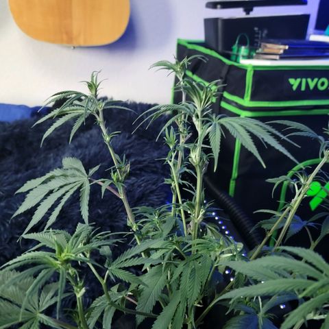 Northern Lights 1 and 2 growlog photo: Pictures of pheno number one only