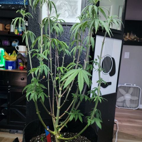 Northern Lights 1 and 2 growlog photo: Pictures of pheno #2 only