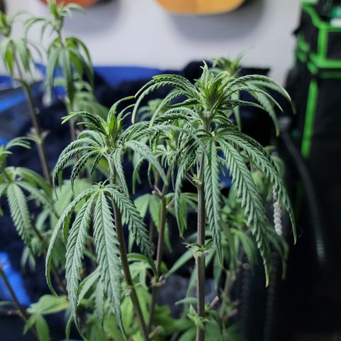 Northern Lights 1 and 2 growlog photo: Pictures of pheno #2 only