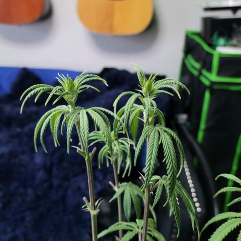 Northern Lights 1 and 2 growlog photo: Pictures of pheno #2 only