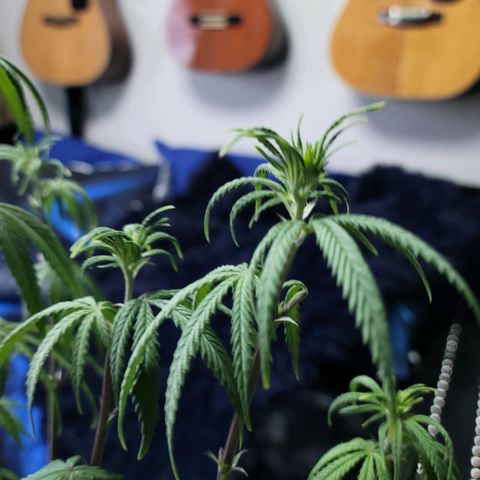 Northern Lights 1 and 2 growlog photo: Pictures of pheno #2 only