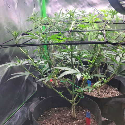 Northern Lights 1 and 2 growlog timeline photo