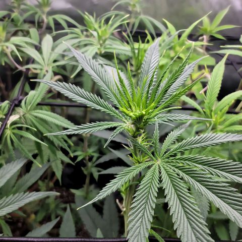 Northern Lights 1 and 2 growlog timeline photo