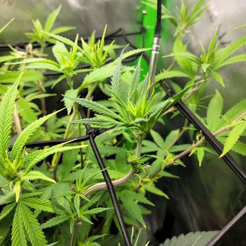 Northern Lights 1 and 2 growlog timeline photo