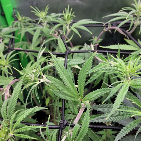 Northern Lights 1 and 2 growlog timeline photo