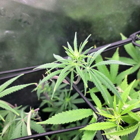 Northern Lights 1 and 2 growlog timeline photo