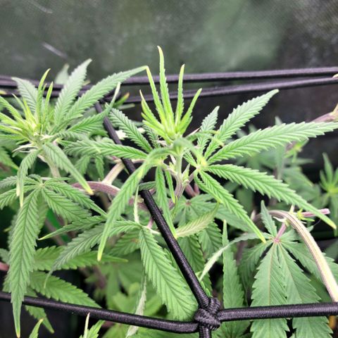 Northern Lights 1 and 2 growlog timeline photo