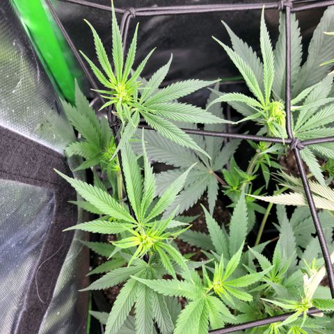 Northern Lights 1 and 2 growlog timeline photo