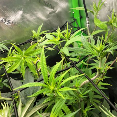 Platinum Cake growlog timeline photo