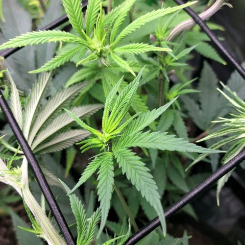 Platinum Cake growlog timeline photo