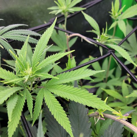 Platinum Cake growlog timeline photo