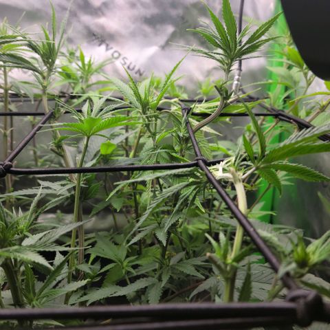 Platinum Cake growlog timeline photo