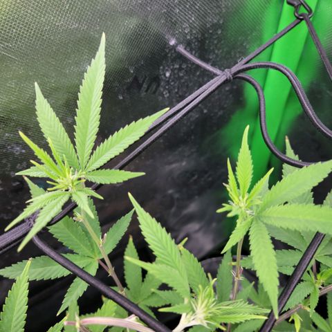 Platinum Cake growlog timeline photo