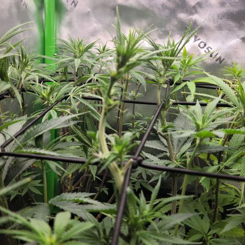 Northern Lights 1 and 2 growlog timeline photo