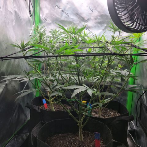Northern Lights 1 and 2 growlog timeline photo