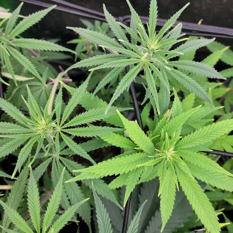 Northern Lights 1 and 2 growlog timeline photo