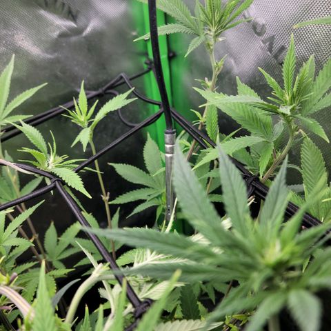 Northern Lights 1 and 2 growlog timeline photo