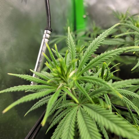 Northern Lights 1 and 2 growlog timeline photo