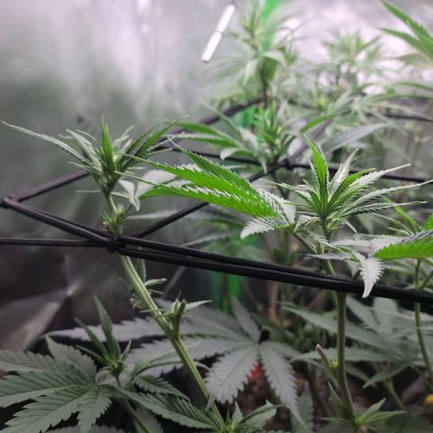 Northern Lights 1 and 2 growlog timeline photo
