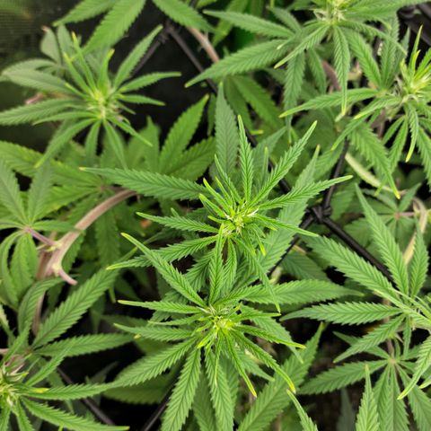 Northern Lights 1 and 2 growlog timeline photo