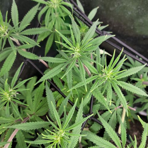 Northern Lights 1 and 2 growlog timeline photo