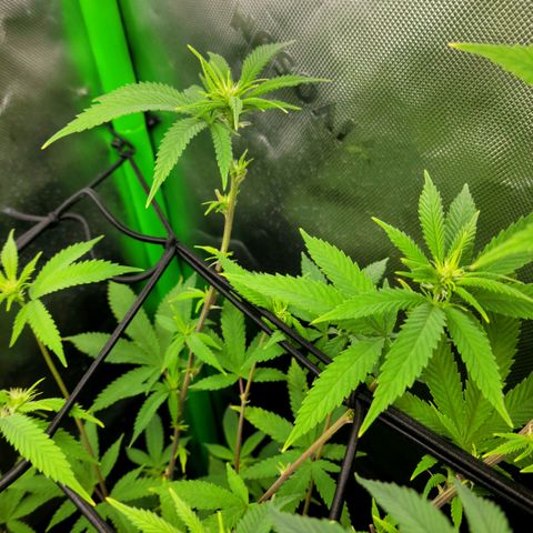 Platinum Cake growlog timeline photo