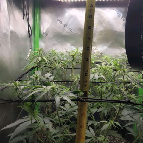 Platinum Cake growlog timeline photo